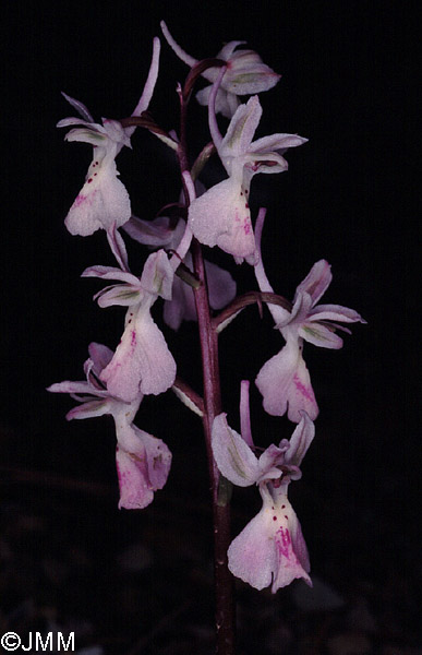 Orchis troodi