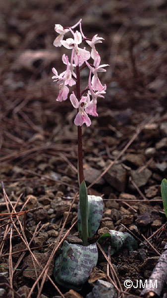 Orchis troodi