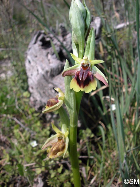 Ophrys alasiatica