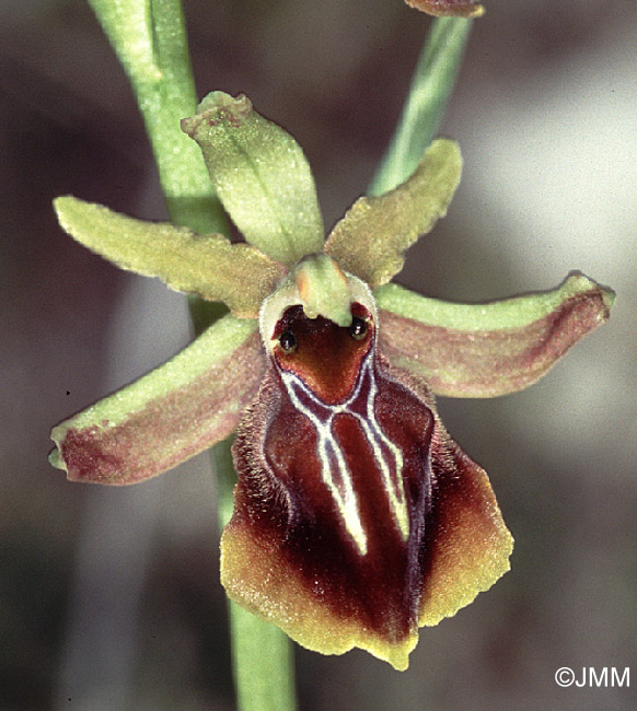 Ophrys alasiatica