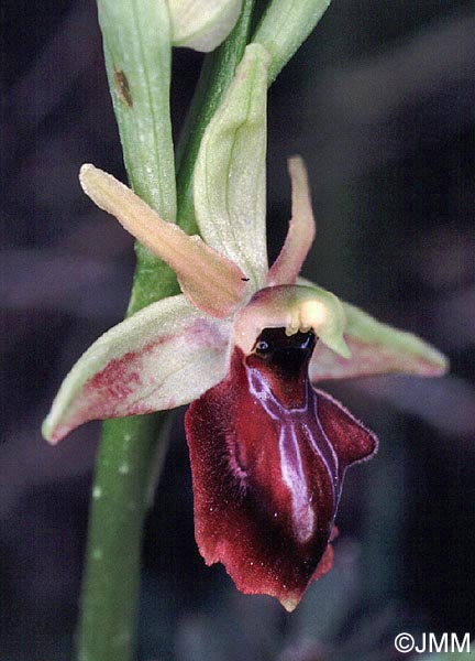Ophrys alasiatica