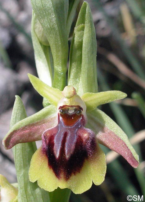 Ophrys alasiatica