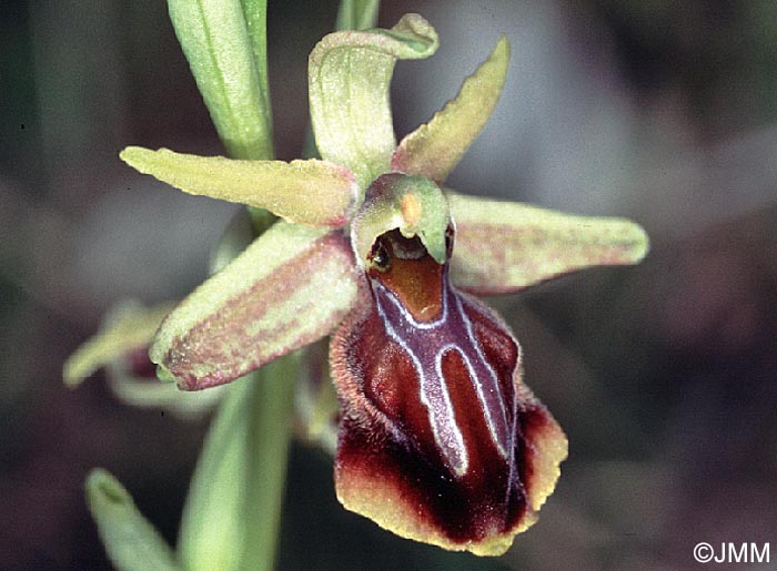 Ophrys alasiatica
