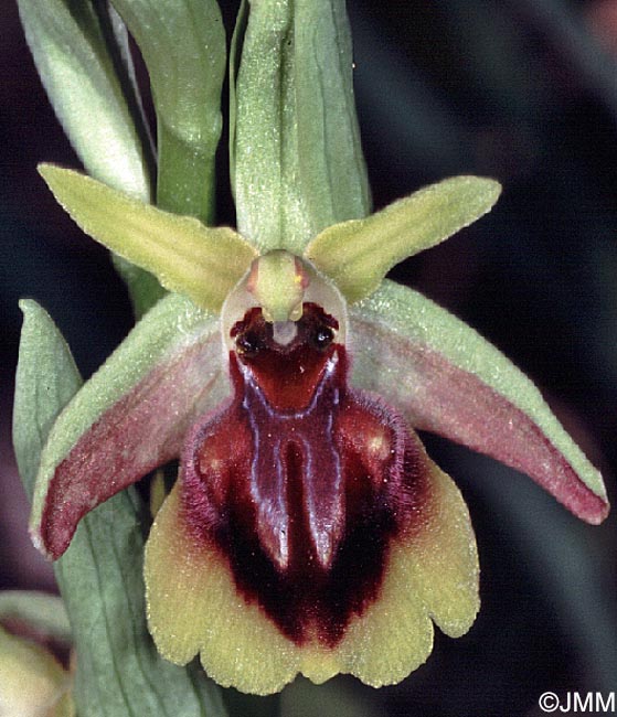 Ophrys alasiatica