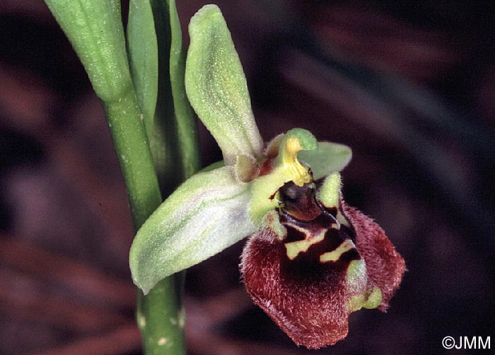 Ophrys aphrodite