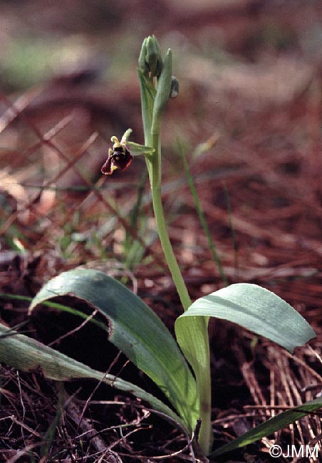 Ophrys aphrodite