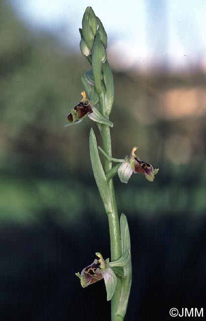 Ophrys aphrodite