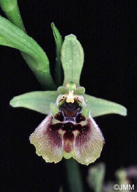 Ophrys aphrodite