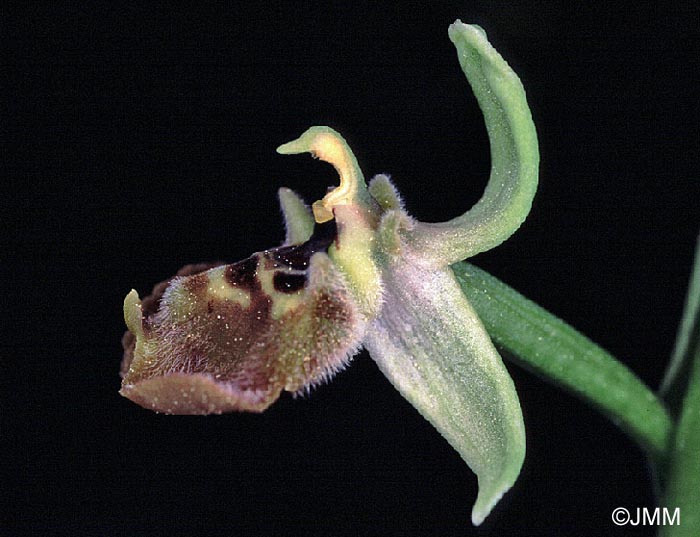 Ophrys aphrodite