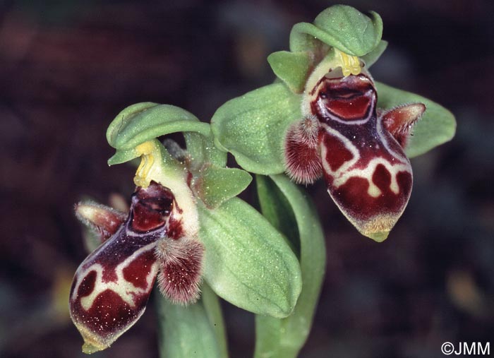 Ophrys astarte