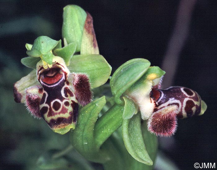 Ophrys astarte