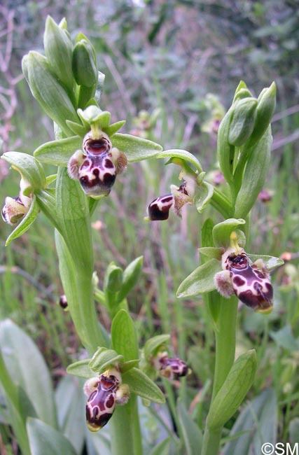 Ophrys astarte