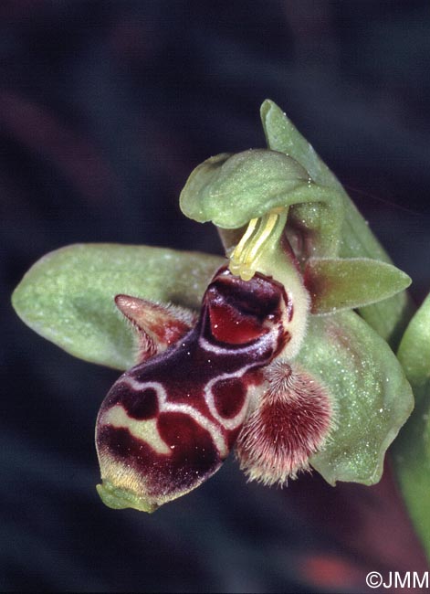 Ophrys astarte