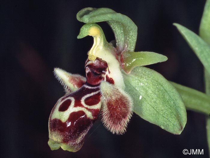 Ophrys astarte