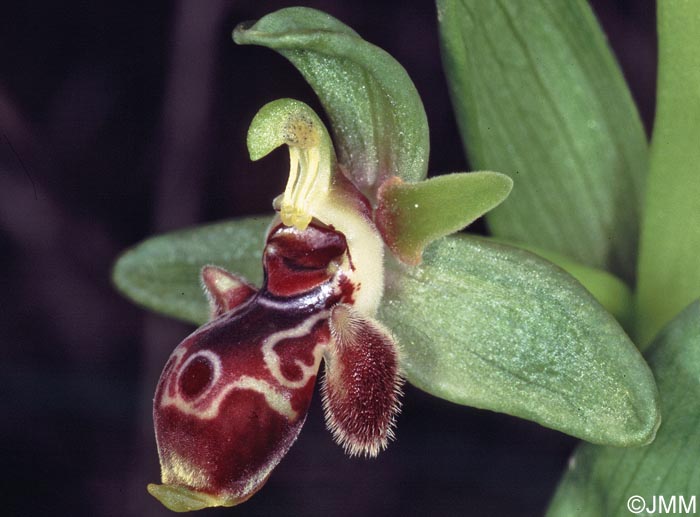 Ophrys astarte