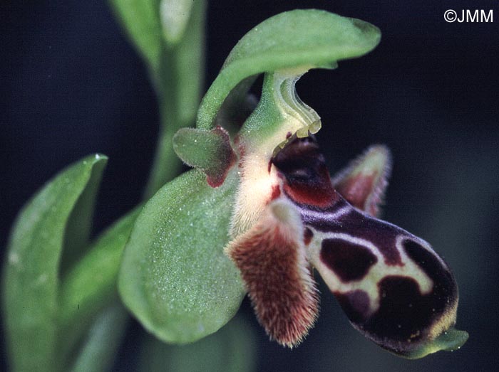 Ophrys astarte