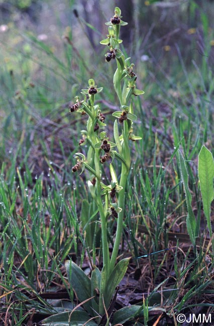 Ophrys astarte