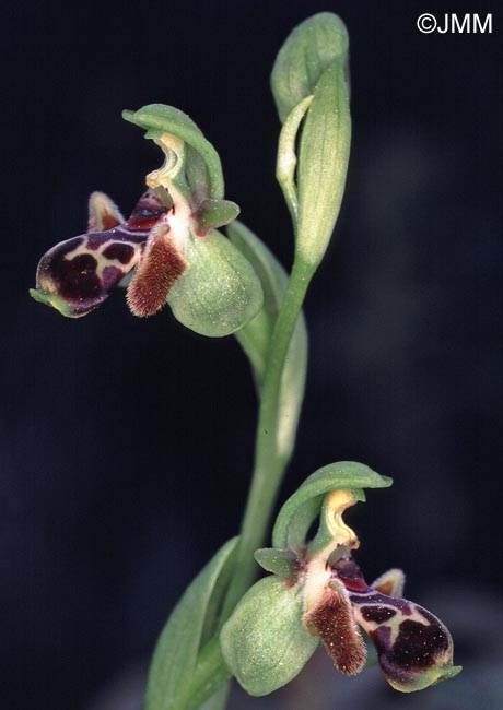 Ophrys astarte