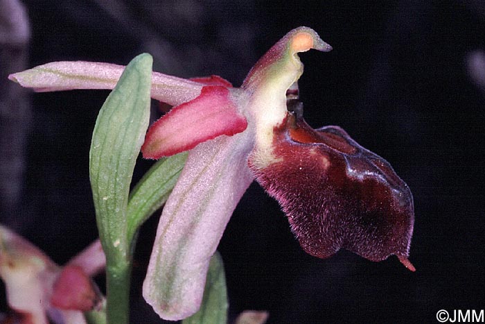 Ophrys elegans