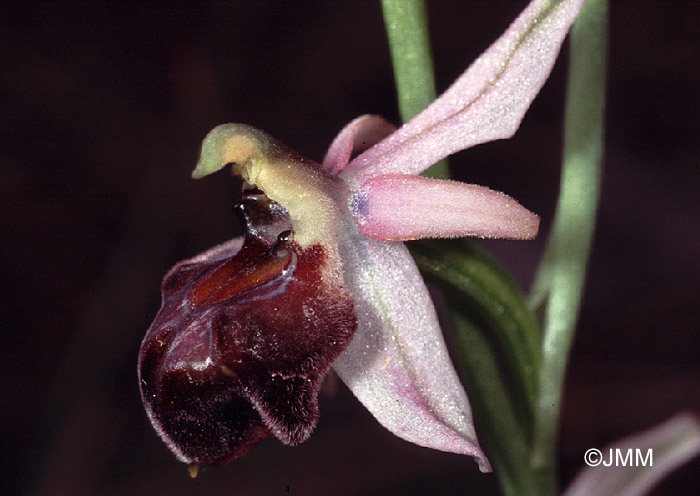 Ophrys elegans