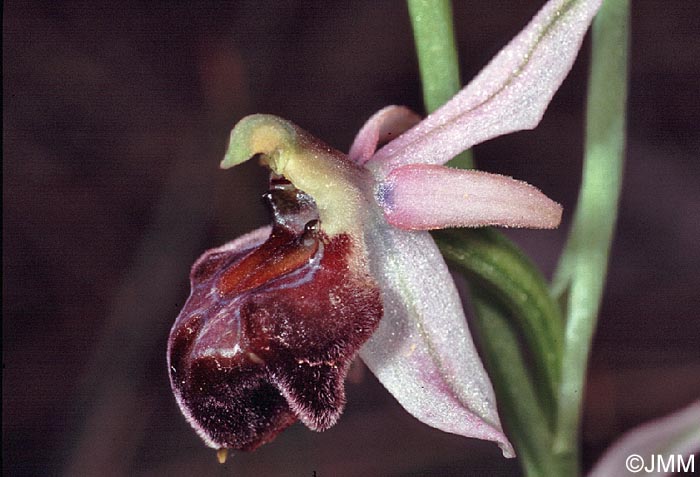 Ophrys elegans