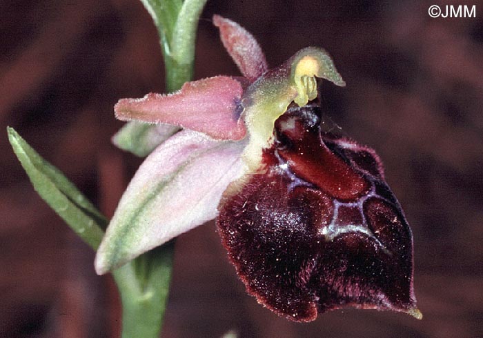 Ophrys elegans