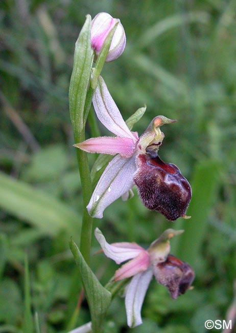 Ophrys elegans