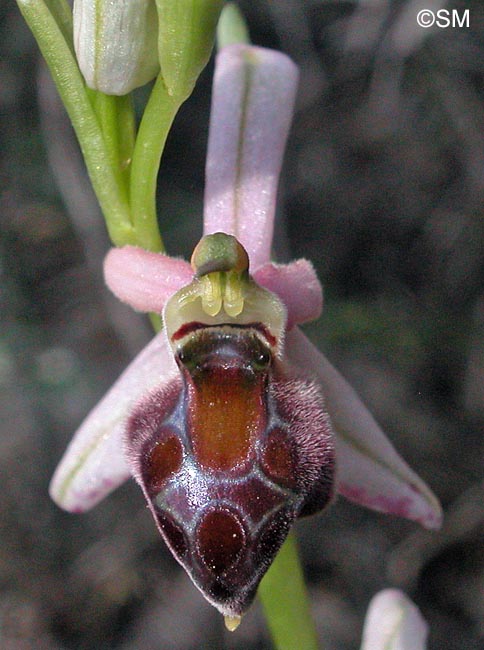 Ophrys elegans