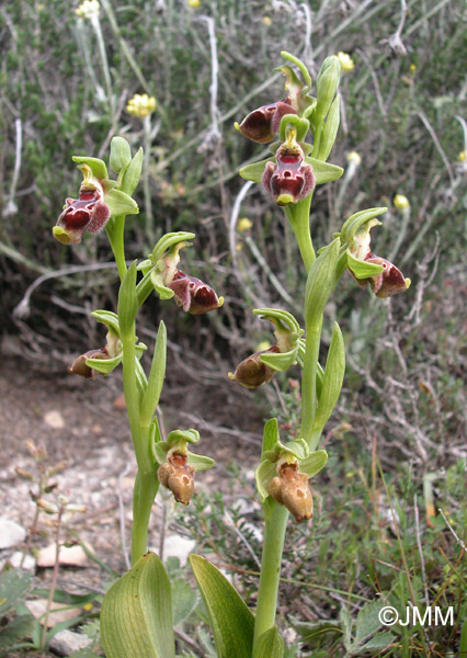 Ophrys flavomarginata