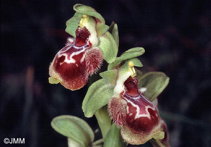 Ophrys flavomarginata