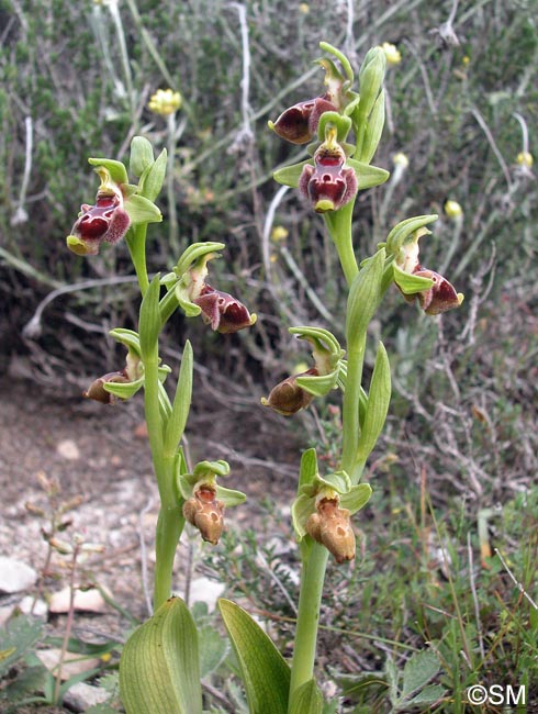 Ophrys flavomarginata