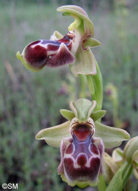 Ophrys flavomarginata