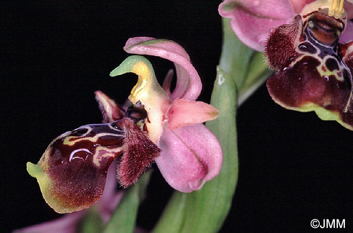 Ophrys flavomarginata x Ophrys umbilicata