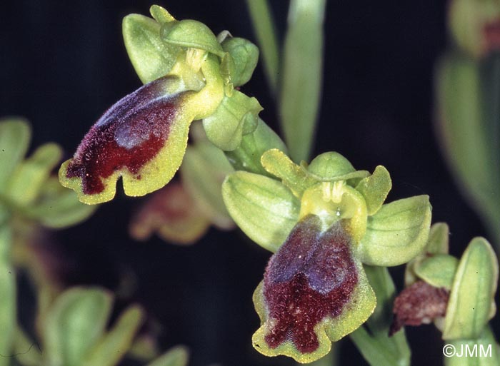 Ophrys galilaea