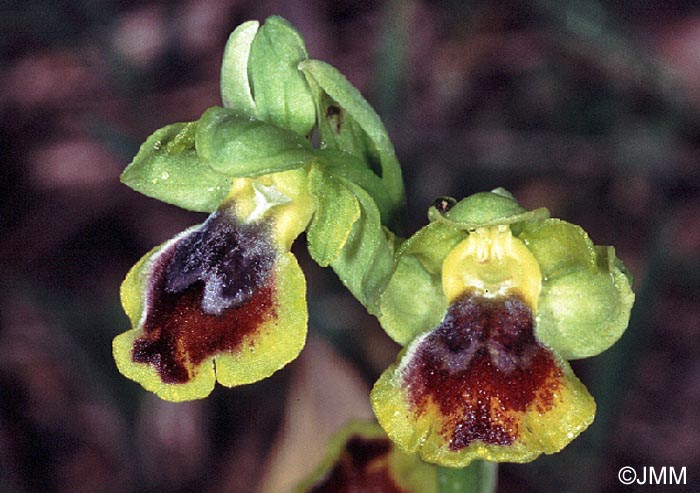 Ophrys galilaea