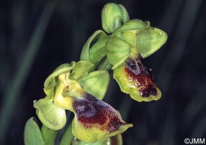 Ophrys galilaea