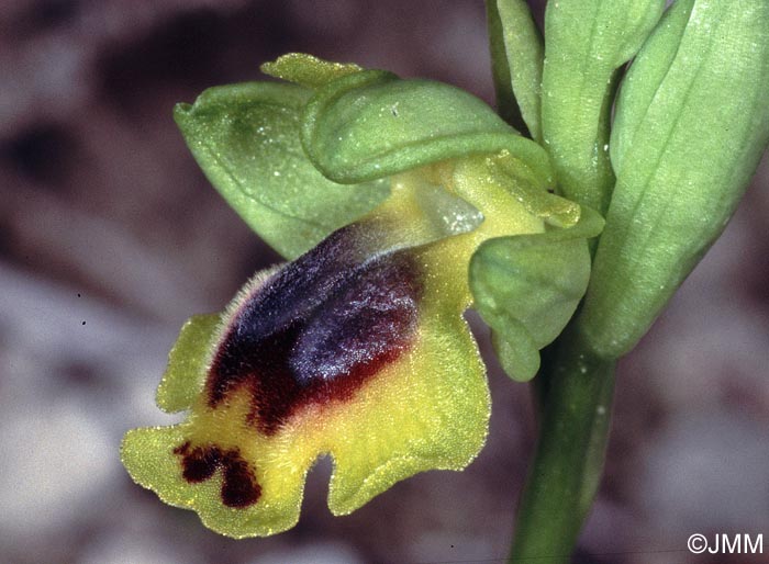 Ophrys galilaea