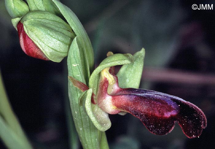 Ophrys iricolor