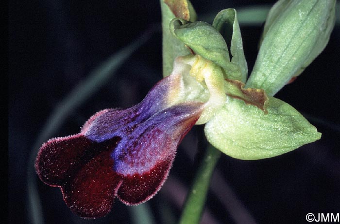 Ophrys iricolor
