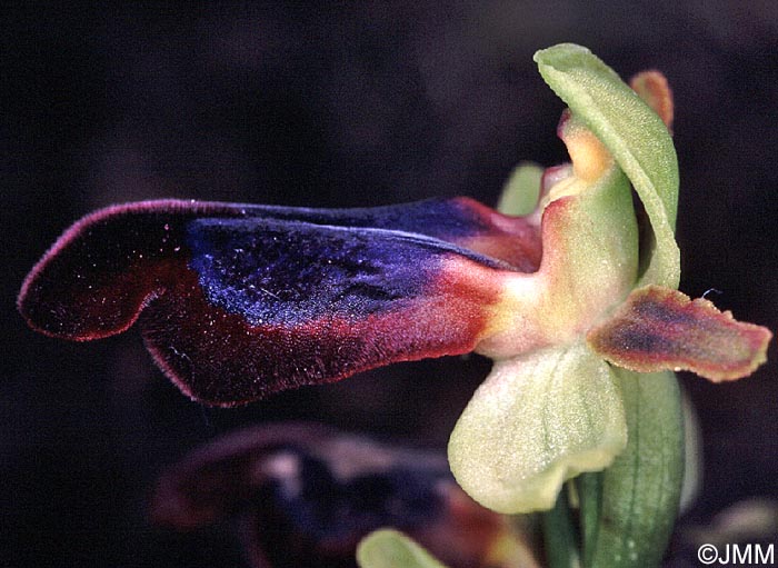 Ophrys iricolor