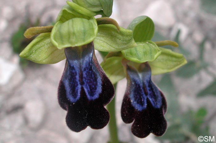 Ophrys iricolor