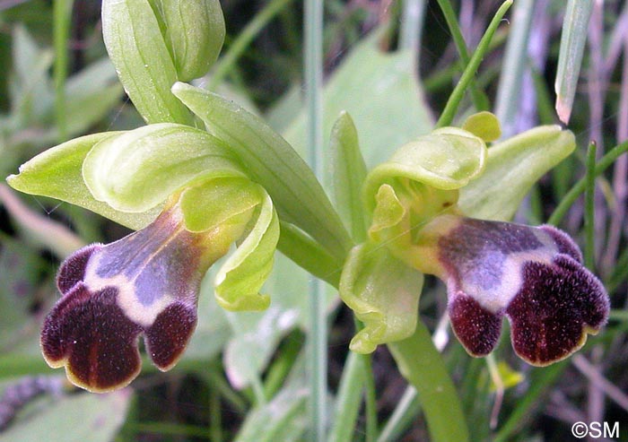 Ophrys israelitica