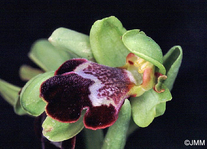 Ophrys israelitica