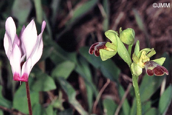 Ophrys israelitica