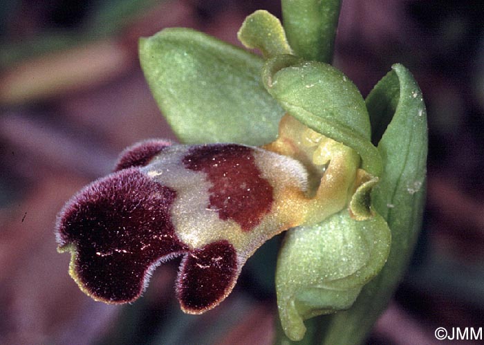Ophrys israelitica