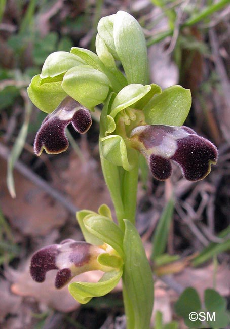 Ophrys israelitica