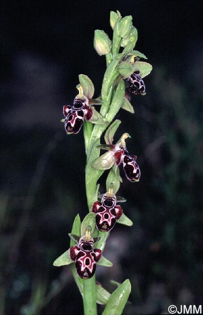 Ophrys kotschyi