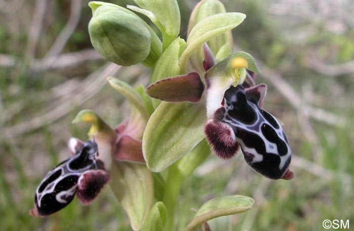 Ophrys kotschyi