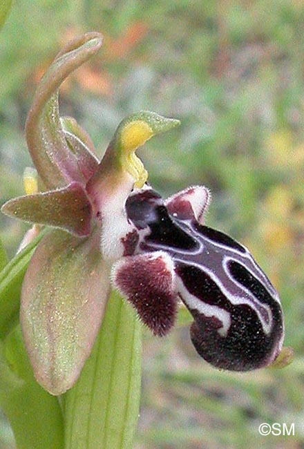 Ophrys kotschyi