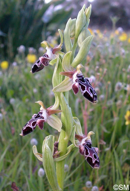 Ophrys kotschyi
